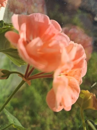 A close-up, vertical shot captures several blooming pink geraniums against a blurred green background. The flowers are soft and delicate, with multiple layers of petals. A single bud, still closed, is visible on a stem to the left of the main blooms. The overall scene is serene and natural. The image is not located in Khadyzhensk, Russia.
