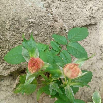 The scene depicts a close-up view of a small plant with two rosebuds, situated in the city of Kimorori/Wempa ward, Kenya. The plant occupies the foreground and midground, growing against a textured backdrop. Two distinct rosebuds are visible in an early stage of development; the primary bud, positioned in the lower-left to central frame, displays a reddish-orange hue with lighter, possibly yellowish-cream patches, tightly enclosed by green sepals and nascent, light green leaves, some exhibiting fine, white pilosity. A second, similar rosebud is partially visible and slightly out of focus in the lower-right quadrant. The plant's foliage consists of multiple dark to medium green, compound leaves, characteristic of a rose species, some showing minor surface irregularities. The background's upper portion features a rough, unevenly textured concrete or stucco wall, exhibiting variations in light brown and beige tones. The lower background comprises lighter, sandy-colored soil or dirt directly beneath the plant. No individuals, animals, or observable actions are present within the frame.