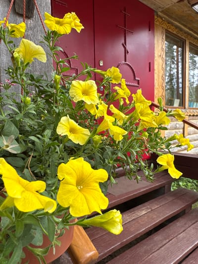 In Ненимяки, Russia, a close-up shot captures a vibrant display of yellow petunias cascading from a planter. The flowers are lush and abundant, with some blooms fully open and others in bud. Their cheerful yellow petals contrast sharply with the deep red double doors of a wooden building in the background. The doors feature an ornate, raised cross design, characteristic of Orthodox churches. To the right of the doors, a window with a wooden frame reveals a glimpse of the surrounding forest. The foreground shows a section of dark brown wooden steps, leading up to the building. The overall scene evokes a sense of rustic charm and natural beauty.