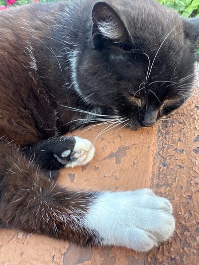 A close-up, overhead shot shows a black cat sleeping on a textured, brown surface. The cat is curled on its side, with its head resting down. Its fur is mostly black, but it has white markings on its paws. One of its front paws is extended upwards, showing a white sock-like marking. The other front paw is tucked in, with visible white and black toe beans. The cat's eyes are closed, and its whiskers are spread out. The surface it's sleeping on appears to be made of a weathered, possibly stone or concrete material with a peeling paint texture. In the background, out of focus, there are hints of green foliage and possibly some pink flowers, suggesting an outdoor setting. The lighting suggests it might be daytime, possibly outdoors.