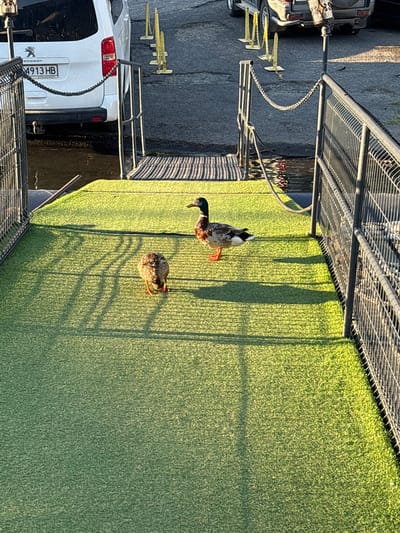Two ducks are positioned on a green artificial turf surface. One duck, facing left, is mostly obscured by its own head and body, with only its back and orange legs visible. The other duck, standing to the right and facing left, displays a patterned brown, black, and white body with orange legs and a dark iridescent head. The scene is outdoors, with sunlight casting long shadows from an unseen overhead structure onto the turf. In the background, a white Peugeot van is parked, its license plate reading "4913 HB". The van is next to a body of water. A chain-link fence runs along the right side of the frame. Yellow barriers with chains are visible on a paved surface further in the background, suggesting a roadway or parking area. The overall environment appears to be a public area, possibly a waterfront promenade or a ferry terminal. The location is identified as Brosh, Bulgaria.