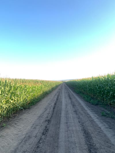 The image displays a dirt road extending into the distance through a cornfield. The sky is clear and blue, transitioning to white at the horizon. The corn stalks are tall and green on both sides of the road, creating a natural tunnel effect. The road surface shows tire tracks, indicating recent vehicle passage. The scene is an agricultural landscape, likely in the rural area surrounding Korolivka, Ukraine. There are no people or animals visible in the image, and no actions are being performed. The environment is natural and serene.