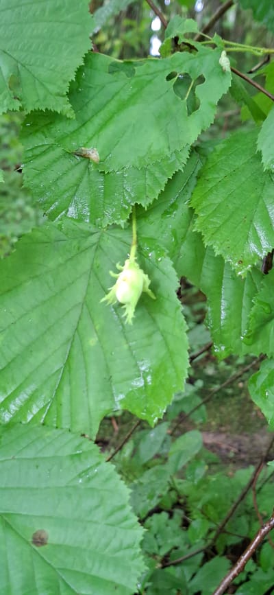 The image shows a close-up of a hazelnut still in its husk, hanging from a branch surrounded by green leaves. The leaves are wet, suggesting recent rain. The background is blurred and shows more foliage and branches, indicating an outdoor, natural setting. The scene is likely located in the city of Saula, Estonia, as per the prompt. No people are visible in the image.