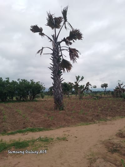 A full outdoor shot captures a landscape in Angwan Hausawa, Nigeria, dominated by a tall, somewhat dry palm tree in the foreground. The palm tree's trunk is thick and textured, with a crown of sparse, dried fronds. Behind the palm, rows of newly planted crops, likely rice seedlings, are visible on brown, tilled earth, indicative of an agricultural area. Further back, a line of dense green trees forms a natural border. The sky above is overcast with heavy, gray clouds, suggesting a cloudy or possibly rainy day. A dirt path runs through the lower right portion of the image. The scene is peaceful and rural.
