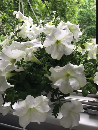 The image shows a cluster of white petunias with green foliage, likely planted in a container. The flowers are in various stages of bloom. The background features a blurred view of green trees and possibly a building, suggesting an outdoor setting near vegetation. The presence of a window frame indicates the petunias are placed indoors, perhaps on a windowsill or balcony. It is not possible to determine if the image was taken in Rímac, Peru, based on the provided visual information.