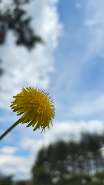 The image presents a close-up, low-angle view of a single, vibrant yellow dandelion in full bloom. The dandelion, with its intricate cluster of petals and a visible green stem, is sharply in focus and positioned prominently towards the right side of the frame. It appears to be swaying slightly, indicated by the dynamic angle of its stem.
The background primarily consists of a bright blue sky adorned with soft, white, scattered clouds, suggesting a clear or partly cloudy daytime. In the upper right and lower left sections of the background, heavily blurred dark green and black shapes are visible, indicating the presence of out-of-focus trees or foliage, consistent with an outdoor natural setting.
The photograph captures a tranquil moment in nature, with the dandelion acting as the sole subject against the expansive sky. The shallow depth of field effectively separates the crisp detail of the flower from the soft, ethereal background. There are no people, visible text, or specific events taking place, focusing entirely on the natural elements. The scene depicts typical daytime weather conditions in an unspecified natural area within Drenkovo, Bulgaria.