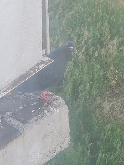A pigeon is perched on a concrete structure, its red feet gripping the surface. The pigeon is dark gray with white around its eyes and a beak that appears to be open, revealing its mouth. Behind the pigeon, tall green grass grows, suggesting an outdoor environment. The concrete structure is rough and weathered, with some rust visible on a metal piece extending from it. The overall scene is a close-up shot of the pigeon against a natural backdrop. The image does not contain information about the city of Taezhnoye, Russia, or any people.