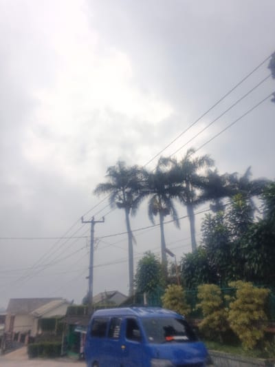 The scene depicts a street view in Dakshin Hichachhara, India, under an overcast sky. In the foreground, a blue minivan, likely a Suzuki Every or similar model, is visible from the front passenger side, partially cropped at the bottom and right edges of the frame. Its windshield reflects the ambient light, and no occupants are visible. Directly behind the vehicle, on the left side of the image, a dark utility pole supports multiple overhead electrical or communication wires that traverse the frame horizontally and diagonally.
Behind the utility pole and the van, a dense line of tall palm trees with visible trunks and green fronds extends across the midground from left to right. In front of these palm trees, closer to the viewer, is a lush embankment or garden area filled with a variety of green and yellow-green shrubs and smaller trees. Faintly discernible in the background, to the far left, are the roofs and upper portions of residential buildings. The sky is entirely covered by a uniform layer of light grey clouds, indicating diffused light conditions. No individuals are present in the visible frame.