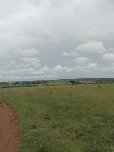 A wide shot captures a rural landscape under a cloudy sky in North Ropp, Nigeria. In the foreground, a reddish-brown dirt path curves from the lower left corner into a vast expanse of tall, dry grass. The middle ground features rolling green hills dotted with trees and a small cluster of buildings that appear to be a village. Further in the distance, a patch of reddish-brown earth suggests a quarry or construction site. The horizon is lined with more greenery, and the sky is filled with a blanket of grey and white clouds.