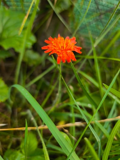 A single, vibrant orange flower with feathery petals is centered in the frame, surrounded by lush green grass and foliage. The flower appears to be a Hawkweed, likely Pilosella aurantiaca, commonly known as Fox-and-cubs or Devil's paintbrush. The background is a soft blur of green and brown, indicating a natural setting such as a meadow or forest floor. The lighting suggests it is daytime, with natural light illuminating the scene. There are no people or man-made objects visible in the image. The scene is static, capturing a moment of natural beauty. This image does not provide any specific geographical markers to pinpoint its location within the city of Choceň, Czechia.