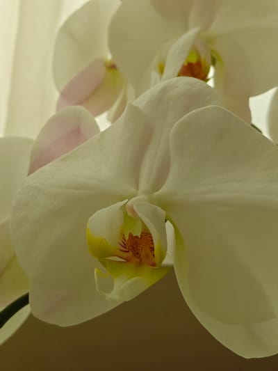 The image is a close-up of a white orchid with hints of pink and yellow. The flower has delicate petals and a detailed center with red markings. The background is blurred, suggesting a soft, indoor setting with diffused lighting, possibly from a window with sheer curtains. The image's composition focuses on the intricate details and soft textures of the orchid, creating a serene and elegant visual. There are no people or identifiable urban elements present in the image, therefore its location in Nieuw-Vennep, Netherlands cannot be determined from the visual information provided.