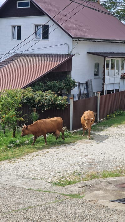 Two cows are walking on a gravel path in front of a brown metal fence and a white house in Verkhovskoye, Russia. The cow on the left is walking away from the camera, while the cow on the right is walking towards the camera. Both cows are brown and have horns. The house has a red roof and several windows. There are trees and bushes behind the fence. The weather appears to be sunny.