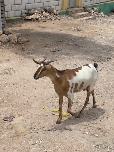 A brown and white goat with horns stands in a dirt lot in Hargeisa, Somaliland. The goat is facing left, with its head turned towards the viewer. The ground is covered in dirt, rocks, and debris. In the background, there is a building with a white tiled wall and a set of stairs leading up to a door. The building is painted yellow and green. The scene appears to be outdoors during the daytime, with sunlight casting shadows on the ground.