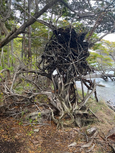 The image captures a complex scene in Lapataia, Argentina, featuring a fallen tree with its roots exposed. The roots are gnarled and spread out across the ground, which is covered in dirt, fallen leaves, and small plants. The trunk of the tree is obscured by the roots. The tree appears to have fallen onto its side, with the branches and foliage tangled. Other trees surround the fallen one, creating a dense forest-like environment. A small body of water is visible in the background. The overall scene depicts a natural environment with evidence of natural processes such as decay and erosion.