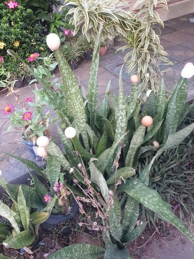 The image depicts an outdoor scene, likely a garden or patio area in Proyonangg, Indonesia. The focal point is a dense cluster of Snake Plants (Sansevieria trifasciata) with their characteristic long, pointed, succulent leaves marked with grey-green patterns. Several round, light-colored objects, possibly decorative spheres or unhatched eggs, are precariously balanced on the tips of the plant's leaves.

Behind the Snake Plants, a variegated Dracaena plant with long, slender leaves edged in cream and green is visible. To the left, a smaller plant with vibrant pink and yellow flowers is potted in a blue container. Other greenery and a paved walkway or patio are also present. The ground is covered with soil, mulch, and some dry plant debris. The overall impression is one of a well-maintained, though slightly overgrown, garden setting. There are no people or animals in the image.