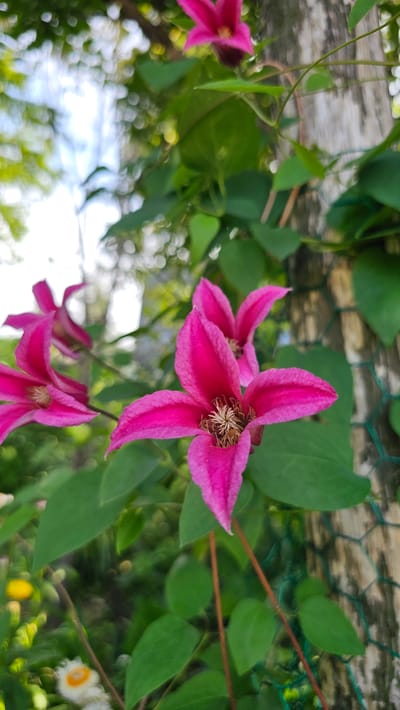 A close-up, low-angle shot showcases vibrant pink clematis flowers blooming against a textured, weathered tree trunk and a green mesh fence. The flowers, with their delicate, pointed petals, are the central focus, particularly the one in the foreground with its intricate stamens. Lush green leaves form a natural backdrop, softened by a bokeh effect that blurs the background into circles of light and color. The scene suggests a garden or outdoor setting in Cheonan-si, South Korea, likely during the spring or summer when these flowers are in full bloom.