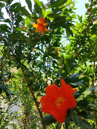This media file shows a close-up view of pomegranate tree blossoms and foliage against a bright blue sky. The foreground features a large, out-of-focus orange-red pomegranate flower with prominent yellow stamens. Behind it, numerous green leaves and branches of the tree are visible, with several smaller, in-focus orange blossoms scattered throughout. The sunlight is strong, casting dappled shadows and highlighting the vibrant green of the leaves. The overall impression is one of a sunny day, likely in the morning or afternoon given the bright light. The presence of pomegranate blossoms suggests it is spring or early summer. The background shows hints of a building, possibly a house, with a light-colored wall visible through the foliage, and another section of dense green foliage below. The setting appears to be a garden or courtyard. No people or text are visible in the image. The location context indicates Yarkishlak, Uzbekistan.