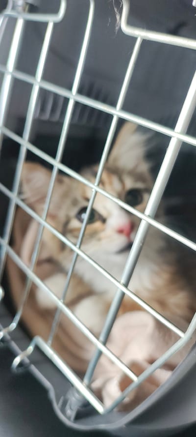 An extremely blurry, close-up, eye-level shot shows a light-colored tabby kitten inside a metal pet carrier. The kitten's face is partially visible through the cage bars. Its eyes are green, and its nose is pink. The kitten appears to be looking towards the right of the frame. The background is dark and out of focus. The image is too blurry to provide any further details about the kitten or its surroundings, and therefore, location information cannot be determined.