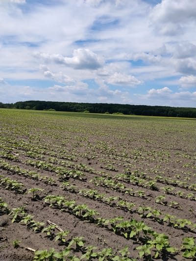 The image shows a vast field of young sunflower sprouts in the village of Matyashivka, Ukraine. The sprouts are planted in neat rows on dark soil, with some rows receding into the distance. In the background, a dense line of dark green trees forms a horizon against a bright blue sky filled with fluffy white clouds. The overall impression is of an agricultural landscape on a sunny day. There are no people or animals visible in the image.