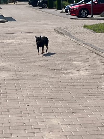 A small, short-haired black dog with tan markings on its legs stands on a paved surface composed of rectangular interlocking bricks. The dog is facing the camera with its head slightly turned to the left. The environment appears to be outdoors, possibly a sidewalk or a pedestrian area in the city of Strumivka, Ukraine. In the background, two cars are parked, a red one and a dark-colored one. The ground is evenly lit by sunlight, casting a shadow of the dog to its right. The paving stones are arranged in a staggered pattern, and a slight incline or curb is visible to the right of the dog. Green vegetation can be seen in the distance behind the cars.