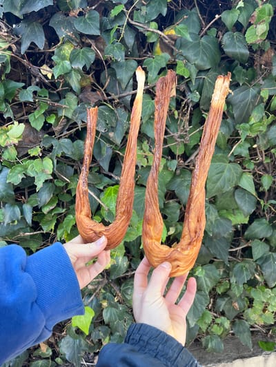Two pairs of hands are shown holding large, U-shaped, golden-brown fried dough pastries against a backdrop of vibrant green ivy. The hands hold the pastries horizontally, one above the other. The top pair of hands wears a dark blue or black jacket sleeve, while the bottom pair wears a royal blue sweatshirt sleeve.
The pastries are long and thick, with a distinct ridged and slightly flaky texture, consistent with traditional fried dough items like *porras* or large churros. Their color varies from a lighter golden-brown where the light catches them to a deeper, more caramelized brown in the crevices. The ends of the pastries appear somewhat broken or uneven.
The background consists of dense, leafy green ivy, indicating an outdoor setting, likely a garden or wall covered in foliage. The lighting suggests it is daytime, and the overall atmosphere appears bright. No specific weather conditions are strongly indicated, but it seems to be a clear day. There is no visible text in the image. Given the context of Olivos, Argentina, these pastries are likely *porras* or a similar regional fried snack.