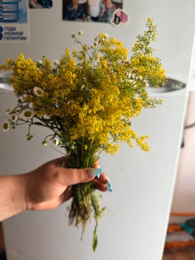 A close-up shot shows a person's hand holding a small bouquet of wildflowers. The flowers are a mix of bright yellow clusters and smaller white daisies with yellow centers. The hand has light skin tone, and the fingernails are painted with a light blue and white design. In the background, a white refrigerator is visible with some papers and stickers attached to its door. The papers appear to be labels or informational sheets, one with Cyrillic text reading "ГОДА ПОЛНОЙ ГАРАНТИИ". The scene is indoors, likely in a home environment, possibly in Шарпілаўскі сельскі Савет, Belarus, given the context of the provided information. The lighting suggests it might be daytime, with natural light potentially contributing to the scene.