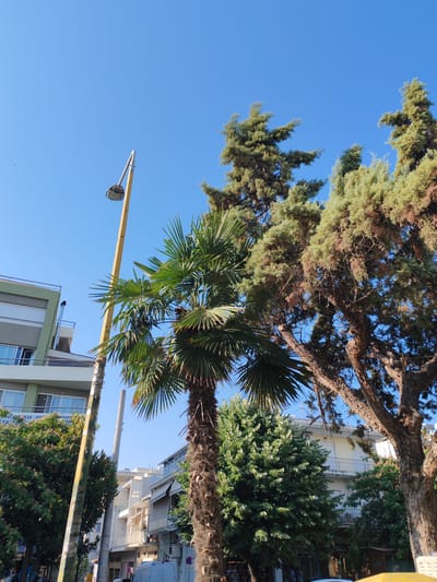 The image captures a street scene in Alexandroupolis, Greece, under a clear blue sky. A prominent yellow lamppost stands to the left, with a street light fixture at its top. A mature palm tree with lush green fronds is positioned in the foreground, to the right of the lamppost. Behind the palm tree, larger, older trees with dense foliage and textured bark are visible, some showing signs of brown and dried branches.
Several buildings line the street. To the far left, a modern, multi-story building with a light green facade and white horizontal bands is partially visible, featuring balconies and windows. Further down the street, a row of apartment buildings with balconies and awnings can be seen. These buildings appear to be of a lighter color, possibly white or beige, and have balconies with railings.
A smaller, densely leaved tree with small white flowers is nestled between the palm tree and the buildings. In the background, the sky is a bright, cloudless blue, with a few faint dark specks that could be distant birds or insects. The overall impression is of a sunny day in an urban environment with significant greenery.