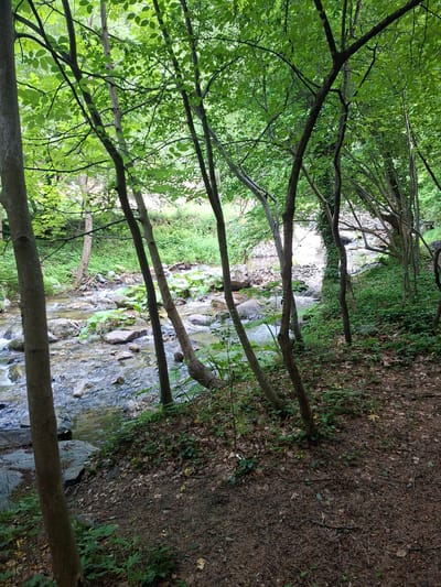 This image depicts a natural, forested environment located in Golyamo Belovo, Bulgaria. The scene is illuminated by daylight, suggesting late spring or summer based on the lush, vibrant green foliage. A clear, shallow stream or small river flows from the background towards the mid-ground, meandering over and around numerous light and dark grey rocks within its bed. The water exhibits ripples and minor rapids, indicating a moderate current.
The stream is flanked by dense vegetation. Multiple slender tree trunks, primarily dark grey-brown, are prominently distributed throughout the frame, particularly in the foreground and mid-ground, creating a vertical element that frames the view of the stream. These trees support a dense canopy of bright green deciduous leaves overhead, which filters sunlight, creating a dappled light effect on the ground and water. The ground on the right side of the foreground consists of dark brown earth, covered with fallen leaves, small twigs, and sparse green undergrowth. The banks of the stream are also covered with rich green vegetation, including some plants with larger leaves situated close to the water's edge. No human figures, animals, or distinct man-made structures are visible within the frame.