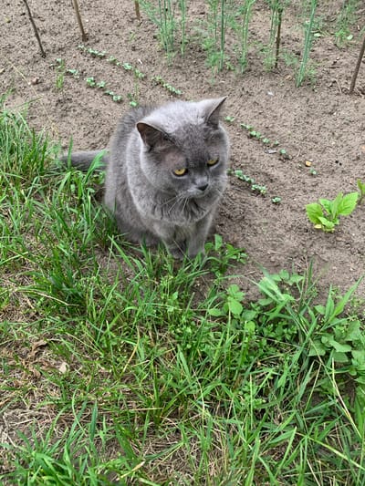 A gray domestic cat sits in the grass at the edge of a garden bed. The cat is facing forward and slightly to the right with its ears alert and eyes yellow. The garden bed behind the cat contains rows of small green plants and some taller green stalks. The ground is composed of dark soil with some dry leaves and twigs scattered on the surface. The scene is outdoors in what appears to be a residential area in Орлеўскі сельскі Савет, Belarus.