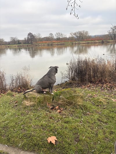 An outdoor scene in Bech-Kleinmacher, Luxembourg, depicts a gray-blue dog sitting on a moss-covered stone block by a body of water under an overcast sky. The dog, a stocky-built animal with white markings on its front paws, is positioned with its back to the viewer, intently observing ducks on the calm, reflective water. One duck is visible close to the dog's line of sight, with additional waterfowl further out on the water. The immediate foreground consists of green grass interspersed with scattered brown autumn leaves; a single light brown, maple-like leaf is prominent in the lower-left corner. Dry, brownish reeds and sparse vegetation line the immediate bank of the water. Across the water, the opposite bank is lined with predominantly bare deciduous trees and some areas of reddish-orange shrubbery, their reflections visible on the water's surface. A faint, lighter line, possibly a path, is discernible along the distant bank, with low hills visible on the horizon. A bare tree branch with dark, elongated seed pods extends into the upper right of the frame.