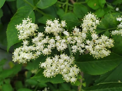The image shows a close-up of white elderflower clusters against a backdrop of green leaves. The flowers are small and star-shaped with yellow stamens. The scene appears to be outdoors, in a natural setting. The location is identified as Turka, Ukraine.