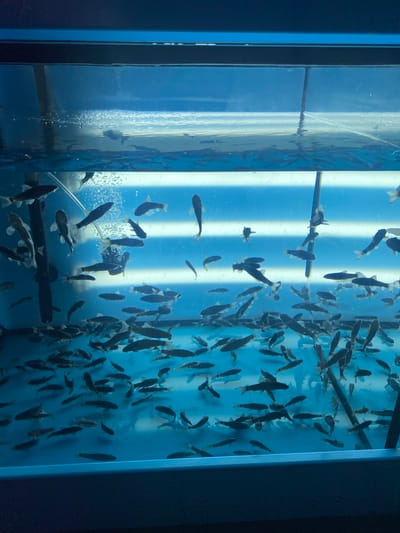 The image shows a large aquarium filled with numerous small fish. The aquarium has a blue-toned lighting and appears to be made of glass. The fish are dark in color with visible fins and tails. Some are swimming in schools, while others are more spread out. There are also some bubbles visible in the water, suggesting aeration or filtration. The background is a bright, vertical light source, likely a fluorescent tube, which illuminates the scene. The overall impression is of a lively aquatic environment within a man-made structure. No people, text, or specific time of day or weather cues are visible. The context provided indicates the location is Berdsk, Russia, suggesting this could be an exhibit at an aquarium, a research facility, or a commercial establishment.