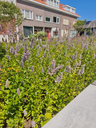 The image shows a sunny day in Tilburg, Netherlands, with a close-up view of a flower bed in the foreground. The flowers are purple and spike-shaped, with green foliage. In the background, there is a brick building with red-tiled roofs and several windows. A red door is visible on the building, and a tree is planted to the left of the entrance. The sky is clear and blue. To the right of the flower bed, a concrete structure, possibly a bench or a planter, is visible. The scene suggests a residential area with well-maintained landscaping.