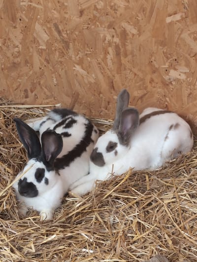 Two rabbits are resting on a bed of straw in an enclosure with a wooden paneled wall. The rabbit on the left has black and white fur with black markings on its ears and face. The rabbit on the right is primarily white with brown markings on its ears and back. The enclosure appears to be a rustic setting, possibly an animal shelter or farm. The image does not contain any identifiable landmarks or elements that would indicate its specific location within Saint-Jouin-Bruneval, France.