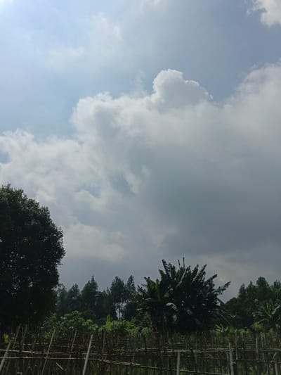 The image captures a serene outdoor landscape, likely a rural or agricultural area, under a dynamic sky. The upper portion of the frame is dominated by the sky, displaying a mix of bright blue patches and expansive clouds ranging from white to varying shades of grey, indicating either a partially cloudy day or potentially an approaching change in weather.

In the lower half of the image, lush vegetation is prominent. The foreground features what appears to be a cultivated field or garden, where numerous young plants are supported by a rustic, lattice-like structure made of bamboo or thin wooden poles, forming a distinct horizontal element across the scene. Behind this cultivated area, a dense line of trees forms the natural horizon. On the far left, a large, dark-leaved tree fills the corner, its canopy robust. Towards the center-right, a prominent, bushy banana or plantain tree stands out with its large fronds, flanked by other trees including some taller, slender, possibly pine-like varieties.

The overall lighting suggests it is daytime, although the heavy cloud cover gives some areas a slightly subdued illumination. There are no people visible, and no specific activities are taking place; the scene is static and observational. The types of trees and agricultural setup are consistent with a tropical or subtropical environment, aligning with the provided context of Kolwara, Papua New Guinea. No text is visible within the image.