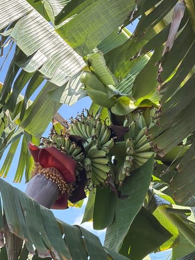 This is a downward-looking, medium shot of a banana tree in Hòa Đa, Vietnam. The image is dominated by lush green banana leaves, which frame the view of a developing bunch of green bananas and a large, reddish-purple banana blossom. The leaves are broad and textured, with visible veins, and some are slightly tattered at the edges. Sunlight filters through the leaves, creating highlights and shadows, suggesting it is daytime. The sky, visible in patches through the foliage, is a clear, bright blue, indicating fair weather. The banana blossom is a striking feature, with its deep red outer bracts partially opened to reveal rows of pale purple florets and yellow stamens. The bananas are clustered together, appearing immature and green. The overall impression is one of natural growth and abundance in a tropical or subtropical environment. No people or visible text are present in the image.