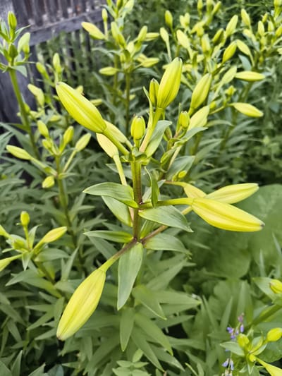The image shows a close-up of a cluster of unopened lily buds, predominantly a pale yellow or lime green color. These buds are the main subjects, with several prominent ones in the foreground and many more in the background, creating a lush, green scene. The lily plants have long, lance-shaped leaves that are a vibrant green. The stems of the lilies are visible, some appearing reddish-brown. In the very bottom right corner, a few tiny, delicate purple flowers are visible, adding a subtle splash of contrasting color.
The setting appears to be an outdoor garden. In the upper left corner, a weathered wooden fence provides a hint of the location's boundary. The lighting suggests it could be daytime, with soft, diffused light illuminating the plants, and no harsh shadows are evident, possibly indicating overcast weather or a shady spot. The overall impression is one of natural growth and the promise of blooming flowers. There is no text visible in the image. The context provided indicates the location is Mayma, Russia.