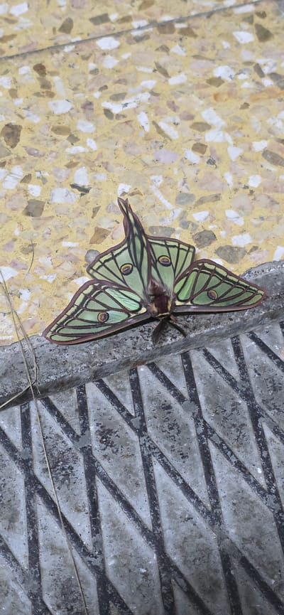 A moth with light green wings marked with dark green lines and brown edges rests on a surface composed of two distinct textures. The moth's wings also display several round spots with brown rings. The surface to the left of the moth is yellow with an irregular mosaic pattern of different sized pieces. To the right of the moth is a gray textured surface with a repeating geometric pattern of raised, diamond-like shapes separated by black lines. The location is believed to be Seira, Spain.