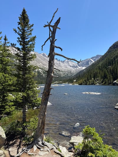 This image depicts a scenic mountainous landscape with a lake. The foreground features a weathered, dead tree trunk with exposed roots, leaning diagonally across the frame. To its right, a live evergreen tree with dense foliage is visible. Beyond these trees, a clear blue sky dominates the upper left portion of the image.

The middle ground showcases a serene lake with a rocky shoreline. Sunlight glints off the water's surface, suggesting a bright, clear day. A few large rocks are partially submerged in the lake, and a larger rock formation rises out of the water further out.

In the background, a majestic mountain range rises steeply. The mountains are rugged and appear to be composed of granite, with patches of snow visible on their upper slopes and peaks. A dense forest of evergreen trees covers the lower slopes of the mountains, reaching down towards the lake.

The overall scene conveys a sense of natural beauty and tranquility, likely captured during daylight hours given the bright sunlight. The clear blue sky and the sparkle on the water suggest fair weather. The presence of both dead and live trees indicates a natural ecosystem. The rocky mountains and evergreen forests point to a high-altitude, alpine environment. There is no visible text in the image.