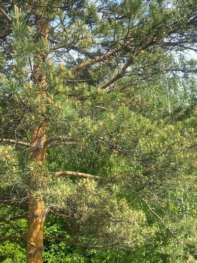 The media file shows a close-up view of a pine tree with many developing pinecones, set against a backdrop of lush green foliage. A thick, rough-barked branch runs horizontally across the lower part of the frame. The pine needles are a vibrant green, and the developing cones are a pale yellow-green, clustered densely on the branches. The overall impression is one of abundant nature and the subtle signs of growth and development within a forest setting. The lighting suggests it is daytime, with sunlight filtering through the branches, creating dappled light and shadow. The image appears to be taken outdoors in a natural environment. The context provided indicates the location is Taltsy (Irkutsk), Russia. There is no visible text in the image.