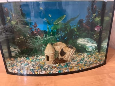 An aquarium sits on a wooden surface. The aquarium contains colorful gravel, artificial plants, and a decorative ceramic structure resembling a small house and a hollowed-out log. A single pink fish is visible in the water on the right side of the aquarium. The background behind the aquarium shows reflections of a room. The scene is indoors and appears to be a domestic setting.