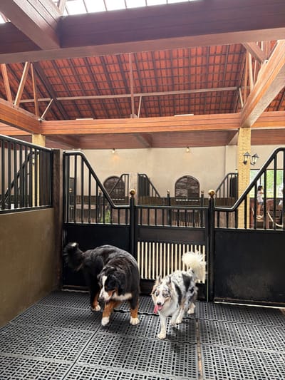 Two dogs rest on a grid floor in an enclosed building. One dog, black, brown, and white, sits scratching its leg. The other, a merle-colored dog, lies on its back with its tongue out. Behind them are black metal stall doors and the exterior wall of the building. Wooden support beams, brick roofing, and distant people are visible in the background.