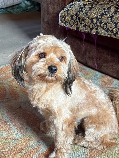 A small, light brown dog with darker brown markings on its ears and tail sits on a patterned rug. The dog's fur is somewhat shaggy, and its ears are long and floppy. Its eyes are dark brown and it is looking slightly to the right of the camera. Behind the dog, to the right, is the arm of a brown sofa with a dark fabric overlay featuring a gold, intricate pattern. The sofa has some loose purple threads hanging from it. To the left of the dog, the floor appears to be a light grey concrete. The overall environment is indoors. The location is identified as Jāņupe, Latvia.