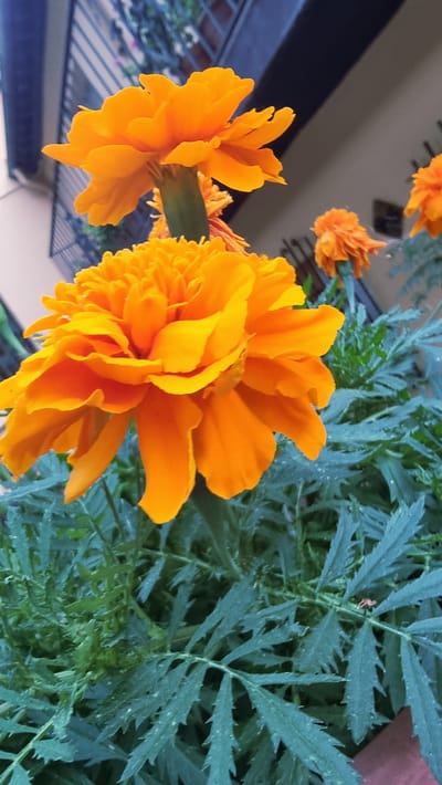 A close-up shot features two vibrant orange marigolds in bloom, with the larger flower prominently positioned in the foreground. The petals are ruffled and layered, showcasing a rich gradient of orange hues. The stems are a deep green, contrasting with the colorful blooms. Lush green foliage, characterized by serrated leaves, fills the lower portion of the frame, creating a dense botanical backdrop. In the background, a blurred building with a balcony structure is visible, suggesting an urban or suburban setting. The overall lighting is soft, with a slight overcast, and hints of a hand are visible at the bottom right corner of the image.