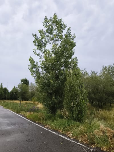 This image depicts an overcast day in a rural setting, possibly on the outskirts of Gvardeysky, Kazakhstan. The foreground is dominated by a wet asphalt road with a white line marking its edge, suggesting recent rain. To the right of the road, a grassy verge is interspersed with dry leaves and some flowering plants.
A tall, leafy tree stands prominently in the middle ground, its branches reaching towards the sky. To its left, a streetlamp is visible, hinting at the presence of a nearby settlement or roadside infrastructure. Further back, a dense line of trees forms a natural barrier, their foliage varying in shades of green. The sky is a muted grey, filled with clouds, indicating a cloudy or possibly drizzly weather.
The scene appears to be devoid of people or specific activities. The overall impression is one of a quiet, natural landscape under a somber sky. The vegetation suggests a temperate climate, with the presence of deciduous trees. There is no visible text in the image.