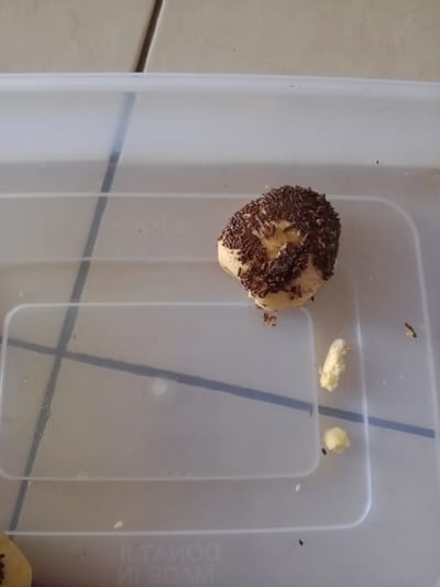 In Neuheun, Indonesia, the scene depicts a single, irregular-shaped, light-colored baked item, approximately 5-7 cm in diameter, heavily coated with dark brown chocolate sprinkles. The item rests on the interior base of a translucent, clear plastic storage container. The container's bottom features a grid pattern formed by raised lines and shows faint, inverted text, possibly branding, such as "DONUT II" and "MADE IN".
Scattered around the main baked item are several small crumbs of the same light-colored pastry, with one distinct larger crumb positioned to the lower right. Multiple minute, dark, elongated specks, consistent with small insects or debris, are visible on the container's surface near the crumbs, notably in the lower right quadrant and adjacent to the main food item. A fine, dark strand, resembling a human hair, is also present near the larger pastry crumb.
The container is situated on a light-colored tiled floor with dark grout lines, visible in the upper portion of the image. The lighting is uniform, casting soft illumination across the scene. No individuals are present.