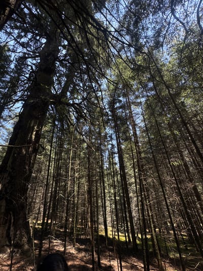 The image shows a dense forest viewed from a low angle, looking upwards. The trunks of tall, thin trees dominate the scene, stretching vertically towards the sky. A large, moss-covered tree lies diagonally across the lower left portion of the frame. Patches of blue sky are visible through the canopy. There is no indication of this image being taken near/in Guadaloupe, Mexico.