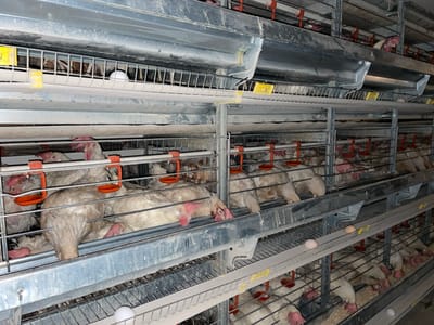 The scene is an interior view of a commercial poultry facility located in Shuyene Vosta, Afghanistan. Multi-tiered metal wire battery cages are stacked from the foreground to the background. Numerous white-feathered chickens are densely confined within these cages. A significant number of chickens are observed lying motionless on the cage floors, with several exhibiting postures consistent with being deceased or severely distressed. Other chickens are standing or actively pecking at feed in the metal troughs running along the front of the cages. Red or orange plastic water cups are affixed to the cage fronts. Multiple white chicken eggs are visible on the sloped floors of the cages and within collection channels. The metal infrastructure, including cages and feeding/watering systems, is coated in a layer of dust and accumulated debris. Yellow identification tags are present on various cage sections.
