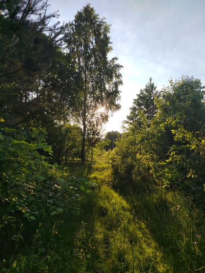 The image depicts a sun-dappled grassy path winding through a wooded area, likely within the Бярэзінскі сельскі Савет of Belarus. Tall trees, including birch and pine, with lush green foliage, dominate the scene. Sunlight filters through the leaves, casting bright patches of light and shadow on the path and surrounding vegetation. The ground is covered with thick grass, interspersed with small yellow and purple wildflowers. The sky above is a pale blue with wispy clouds. The overall atmosphere is natural and serene, suggesting an outdoor environment untouched by significant human intervention. No people or structures are visible.