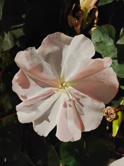 The image displays a single, fully open flower, likely a morning glory, centered against a predominantly dark background, specifically located in the city of Be'er Sheva, Israel. The flower exhibits five distinct, broad petals, primarily white with prominent streaks and washes of light pink or reddish-pink pigment, particularly on the inner surfaces and towards the petal edges. The center of the flower reveals a cluster of small, pale yellow or white reproductive structures (stamens and pistil). The petals show visible texture and subtle veins. Lighting is direct and strong on the flower, casting soft shadows on some petal folds, suggesting an artificial light source in a low-light environment. The background consists of dark green foliage, including discernible leaves in the upper left, lower left, and middle right portions of the frame. A dried, brown, shriveled plant remnant is present in the lower right, and a faint lighter green object, possibly an unopened bud or stem, is visible in the upper right background. No people or overt actions are depicted.